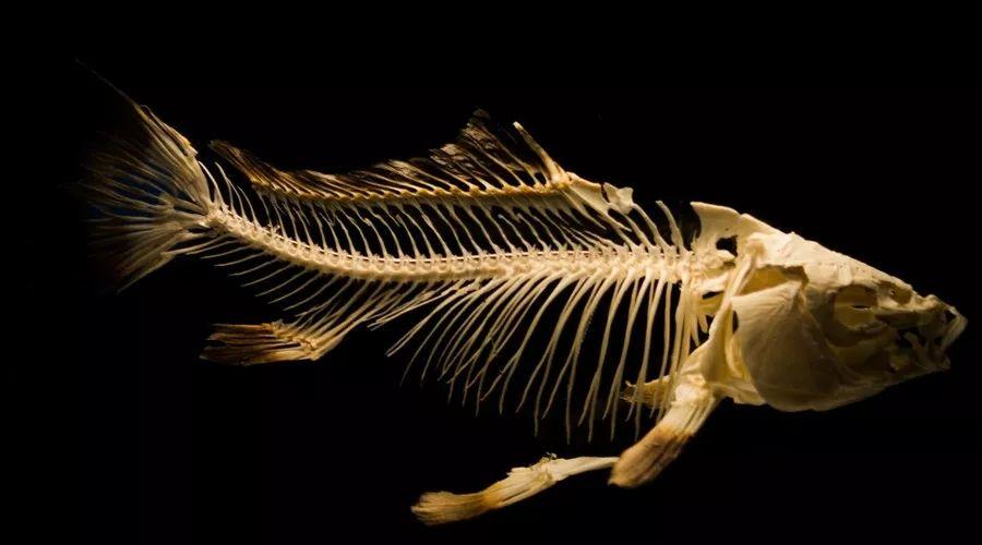 写美篇 教学引导 化石是存留在岩石中的古生物遗体,遗物或遗迹,最常见