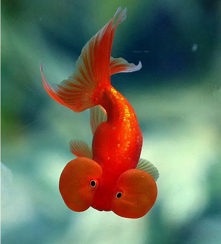 金鱼美图大观,太全了!养眼又养心,太漂亮了,精美超清图片赏析