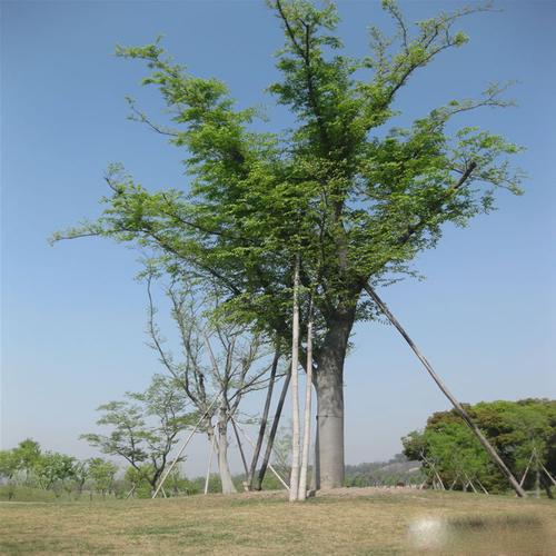 批发榉树工程绿化苗木 榉树苗规格齐全 庭荫街道防护树