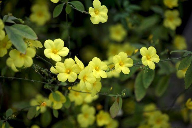 野迎春都是黄花更有绿叶衬,而正牌迎春花因为是落叶植物,且先花后叶