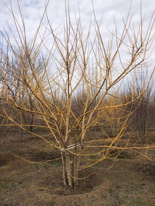 丛生金枝槐价格 4-5米高 3-4米冠幅