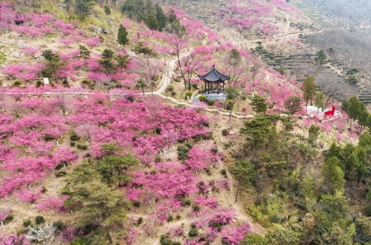连云港花果山梅园开得太美了