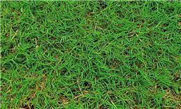 草坪草种品种库-全球花木网草坪草种品种信息第1页