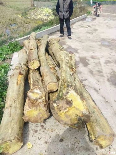 黄檀木(桑树,柘木) - 尊宝圈