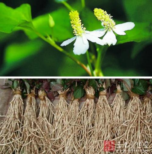 鱼腥草炒黄鳝 鱼腥草汤可助戒除烟瘾