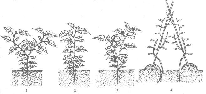 西红柿叶的简笔画