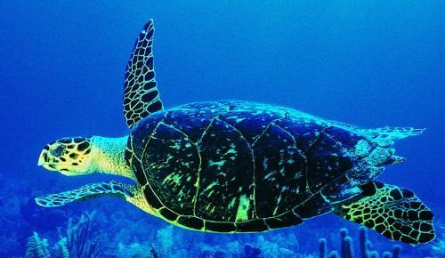 我国海洋生物医药行业亟待突破技术瓶颈