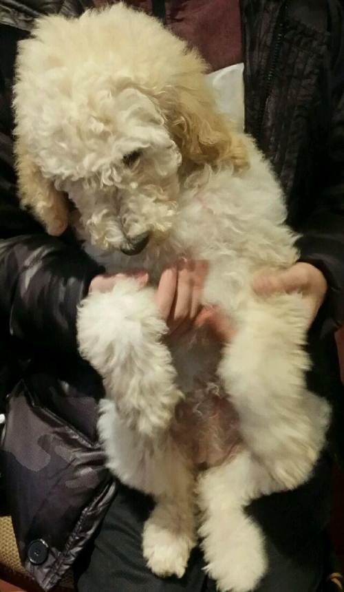 白色巨贵幼犬3月大 详情 