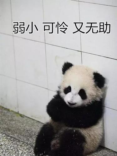 这只"揣手熊猫"火了!单靠一个姿势称霸表情包界