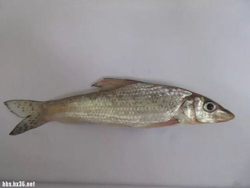 maculatus bleeker)又叫吉花,吉花勾,季鱼,季郎鱼,鸡骨郎, a target="