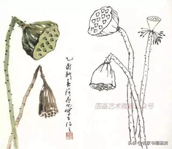 夏日将近不如一起学画莲蓬