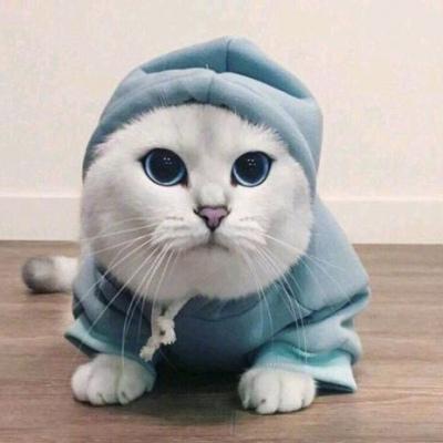 带帽子的猫咪情侣头像