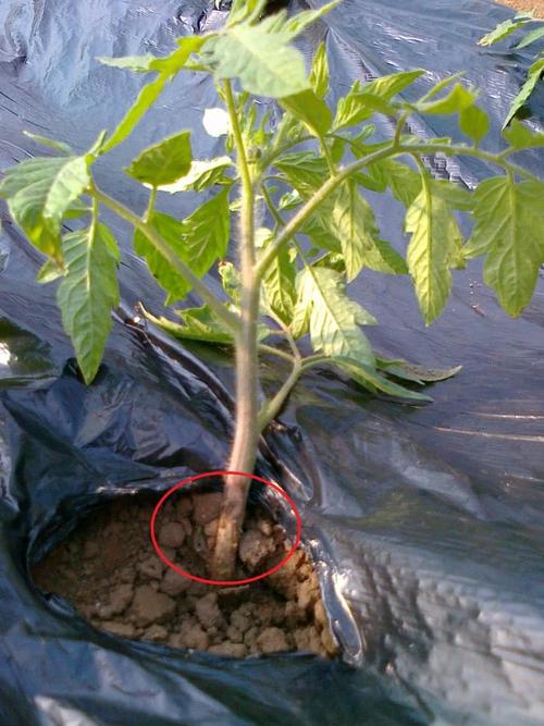 辣椒,番茄茎基部腐烂变褐色,植株萎蔫死亡,这是茎基腐病