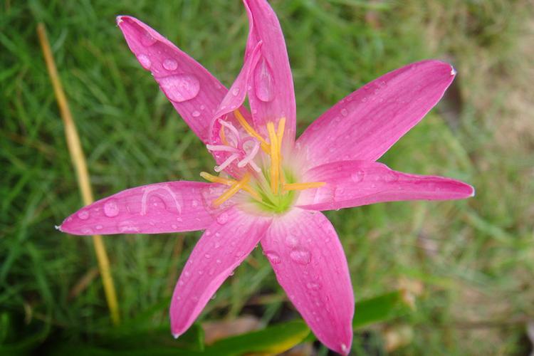葱莲,韭莲:阶边草,风雨花