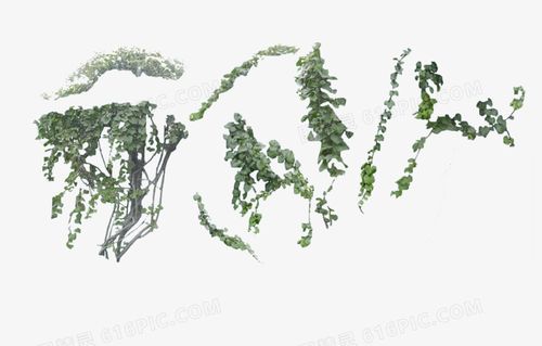 嘿嘿嘿植物藤蔓卡通藤蔓手绘藤蔓边框花边藤蔓藤蔓缠绕绿色藤蔓藤蔓