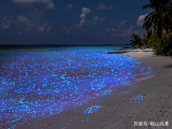 "荧光海滩",仿佛繁星落入大海