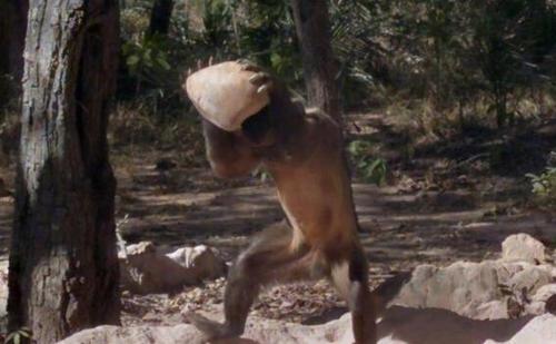 科学家在巴拿马猴群,看到"原始人