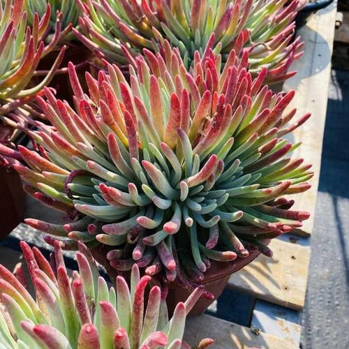 爱杜丽丝大型多肉植物老桩捧叶一物一拍仙女多肉植物