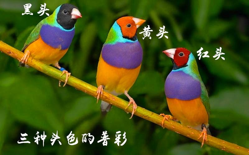  p>七彩文鸟,也被称为五彩文鸟,胡锦鸟,是一种原产于 a target="