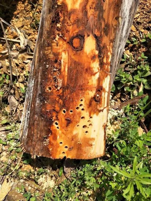 事关我国9亿亩松树的安危,说说松材线虫病的那些事儿