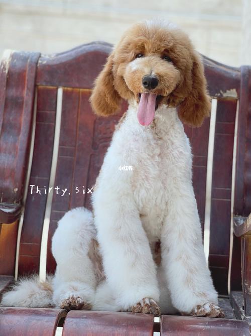 全头的红白巨贵宝宝_奶茶_奶嘴_美女_红白巨贵_宠物_狗