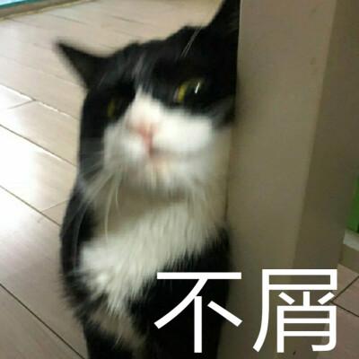 猫咪 奶牛猫 不屑 轻蔑 表情包