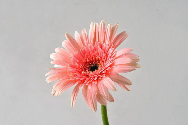 一年四季都看不腻的鲜花—扶郎花