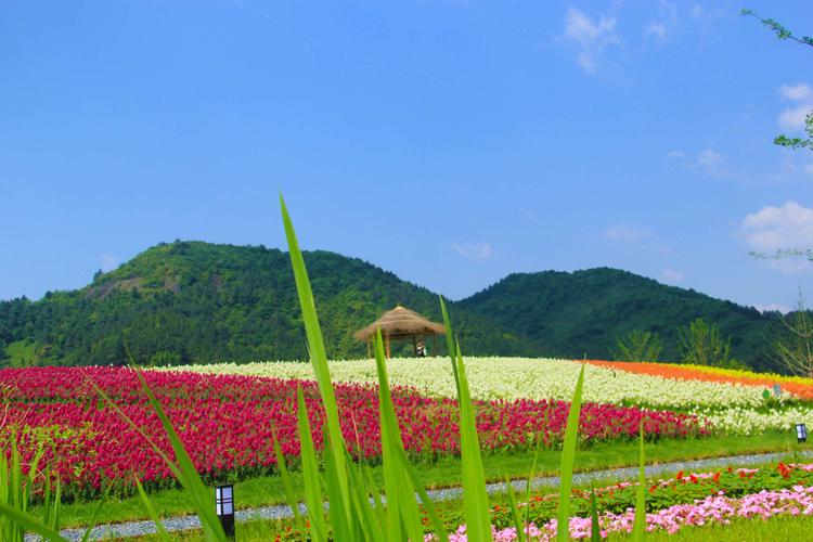 径山花海花千里(一)20181223.