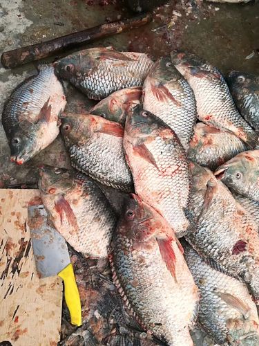 江门的菜市场里都会有好几档鱼档,其中有些鱼档处理完鱼,都喜欢在鱼