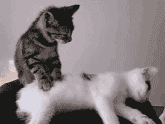 动物表情图_可爱有趣的动物表情