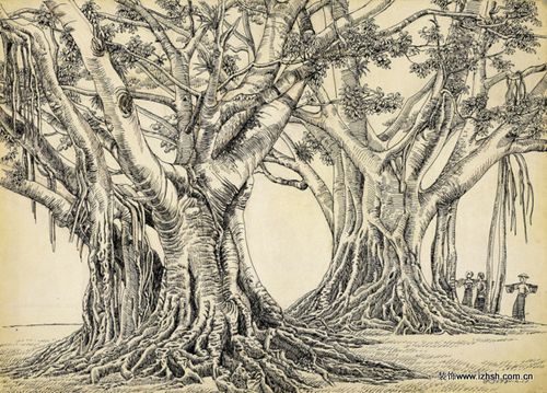 大榕树(一)