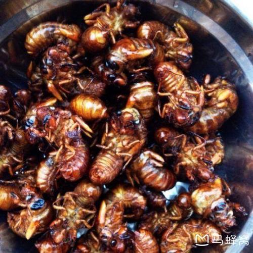 云南虫子宴都有什么虫云南有哪些可以吃的虫子云南可以吃的虫子