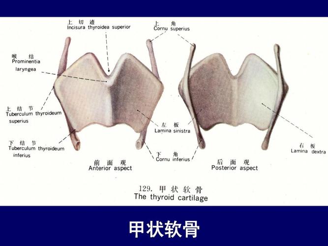 甲状软骨