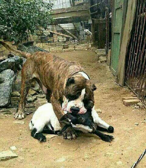 (领养)本人想领养一只马犬.杜高