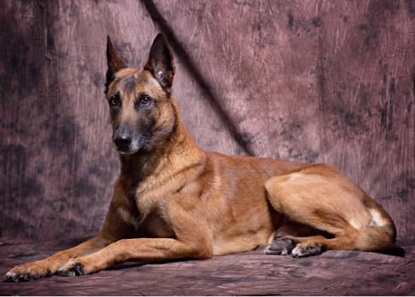 马犬(尤其公狗)成长比其他狗慢,到三岁后才正式成长.