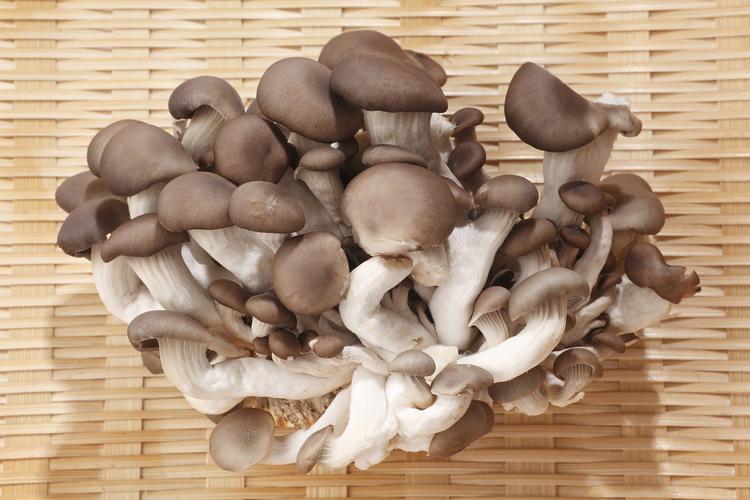 平菇(pleurotus ostreatus)也称侧耳,糙皮侧耳,蚝菇,黑牡丹菇,台湾又