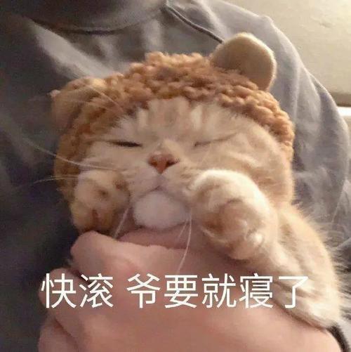 猫猫表情包:看起来大脑一片空白,实际上大脑真的一片空白