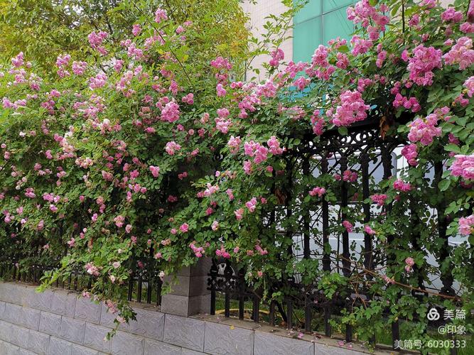 近200米的蔷薇花爬墙出院.