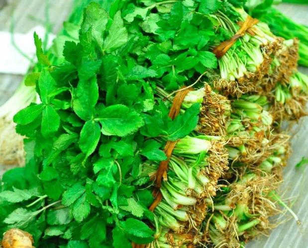 此地竟有12种可吃的野菜,会识别的人少之又少