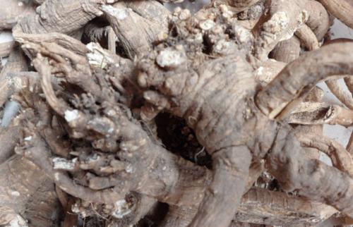 山根子能减肥吗 山根子减肥法