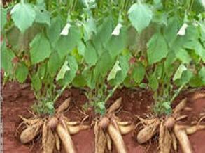 展开全部 雪莲果,又称:菊薯,原产自南美洲的安第斯山脉,是当地印第安