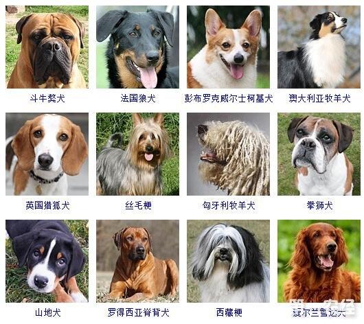 6,中国沙皮犬,卡迪根威尔士柯基犬,波士顿梗,比格猎犬,英国可卡犬