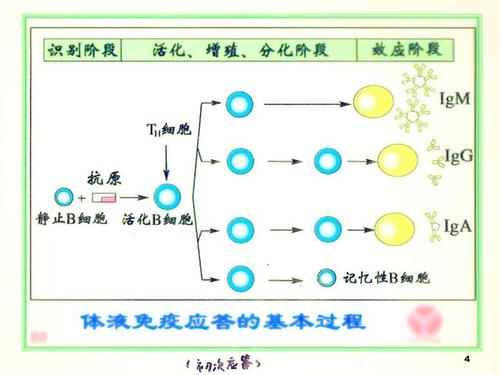 抗体的产生过程参考幻灯片.ppt