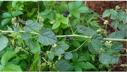 补骨脂的副作用和用药禁忌 中药养生指南