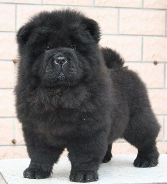 松狮犬宠物狗狗活体松狮犬幼犬纯种松狮狗狗黑色母