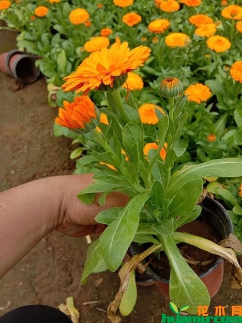 金盏菊种植方法