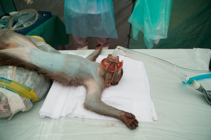 香港捕野猴做绝育手术