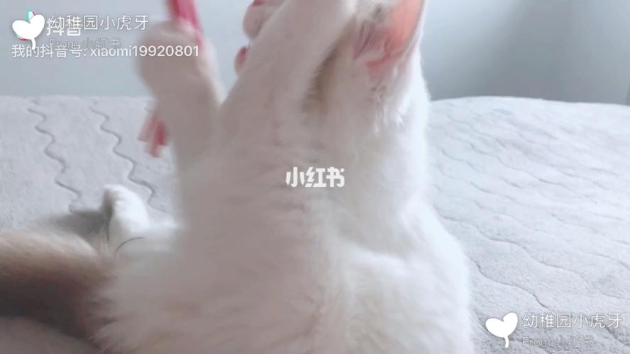 小虎牙【怎么养好一只猫】布偶小可爱_加菲_猫猫_闲鱼