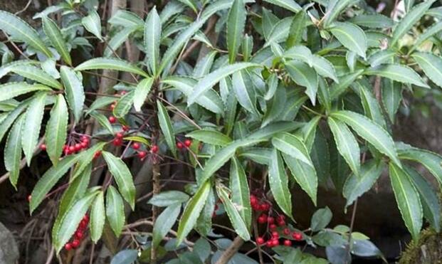 八爪金龙怎样种植?