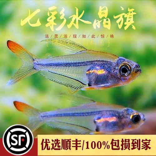 七彩水晶旗南美热带稀有迷你小型灯鱼水晶灯鱼草缸群游热带鱼活体